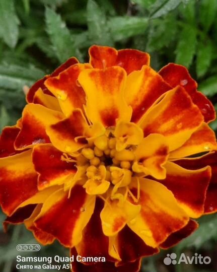 Рассада и семена цветов,бархатцы и календула