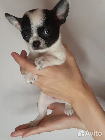 Щенки чихуахуа