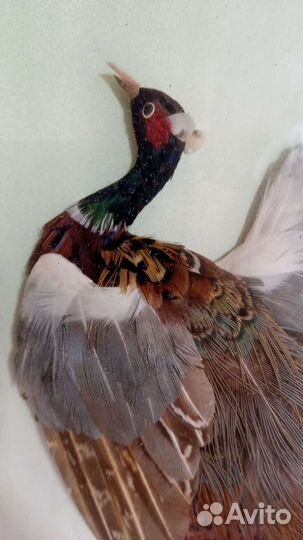 Павлин картина панно Китай, винтаж