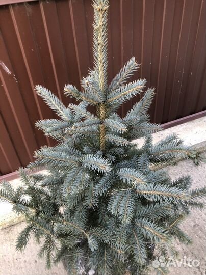 Ель голубая в горшке