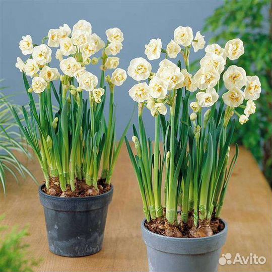Нарциссы, гиацинты к 8 марта