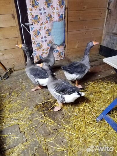 Гуси. На племя