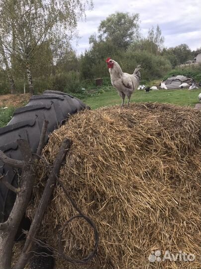 Продаю петкшков.Возраст 6месяцев