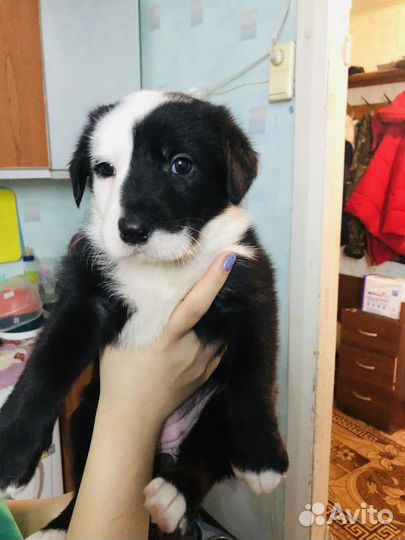 Щенки в добрые руки