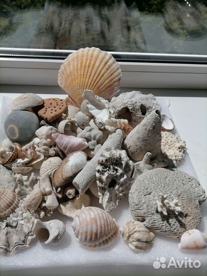 Морские ракушки, кораллы, камни для аквариума