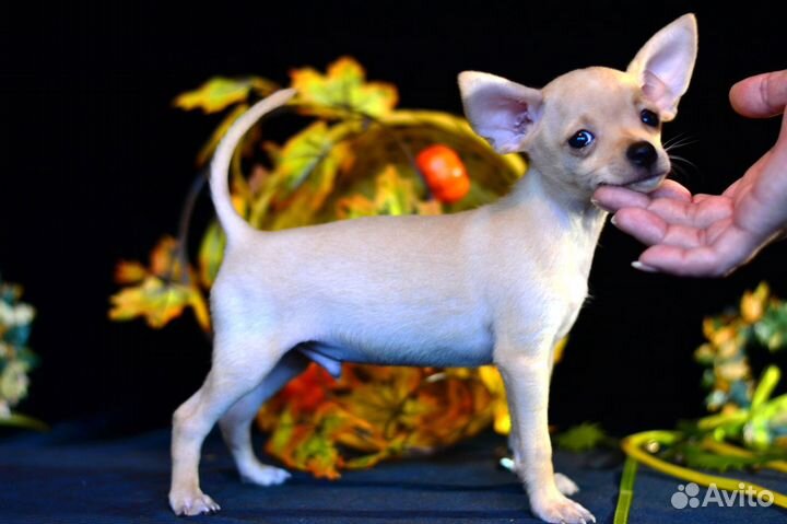 Мини той терьер в Сочи