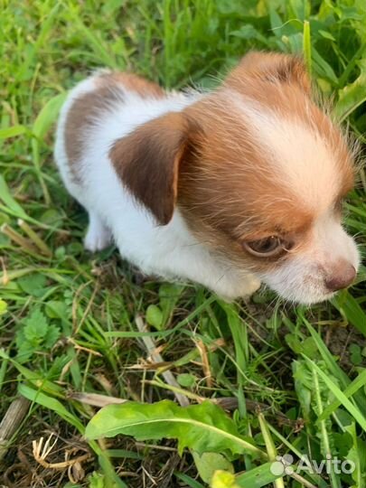 Щенки чихуахуа