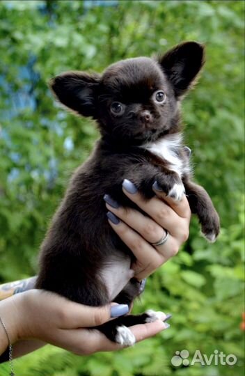 Чихуахуа мини