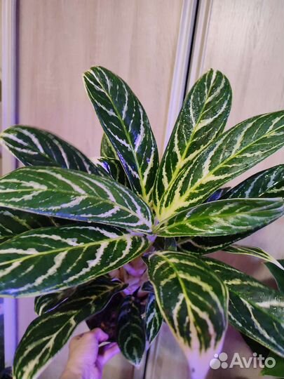 Аглаонема Иви грин, Милки вэй