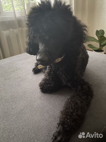 Вязка кобель пудель той