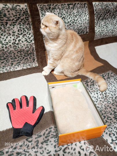 Шерсть кота