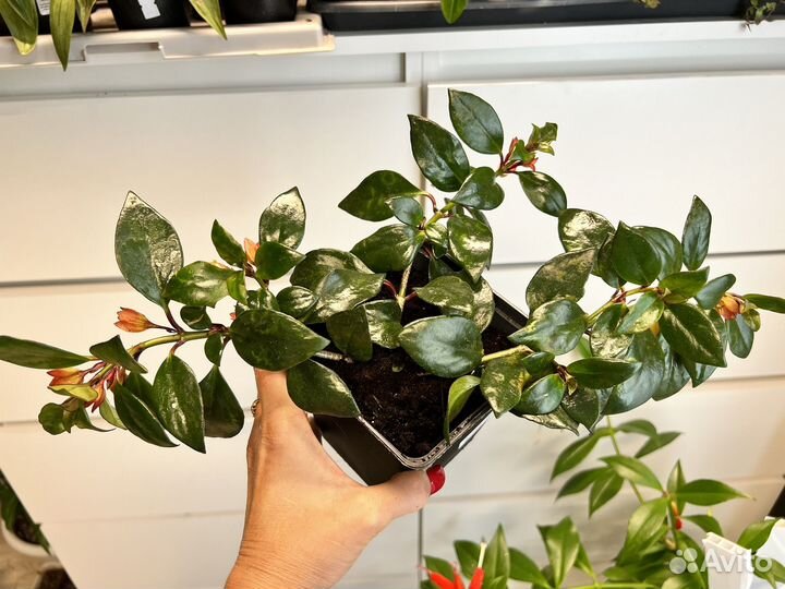 Комнатные цветы