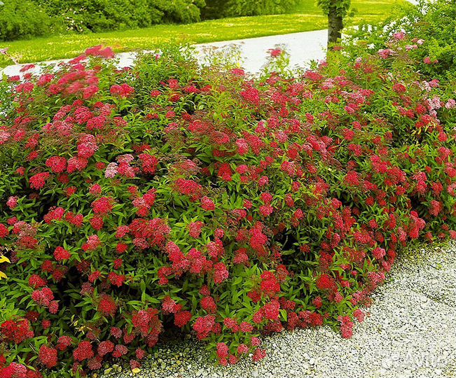 Спирея японская, саженцы от 35 см и выше