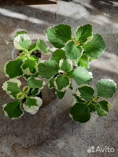 Плектрантус Мадагаскарский Фостера