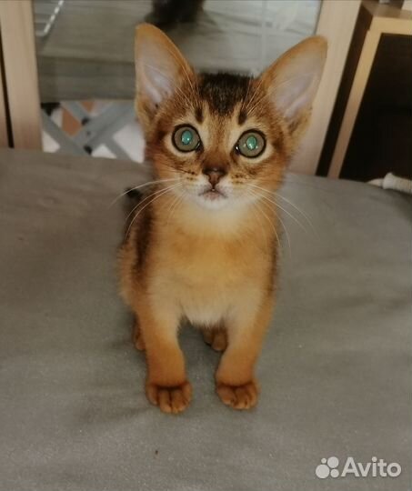 Абиссинские котята
