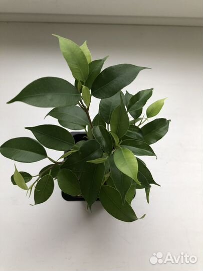 Фикус бенджамина цветок