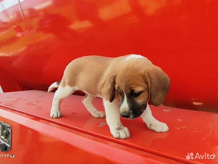 Щенок немного бигль) в добрые руки бесплатно