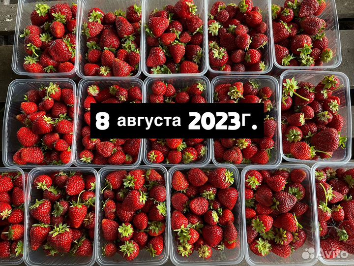 Свежая клубника местная