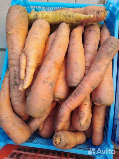 Морковь свежая, с собственого Подворья, 1кг 50р