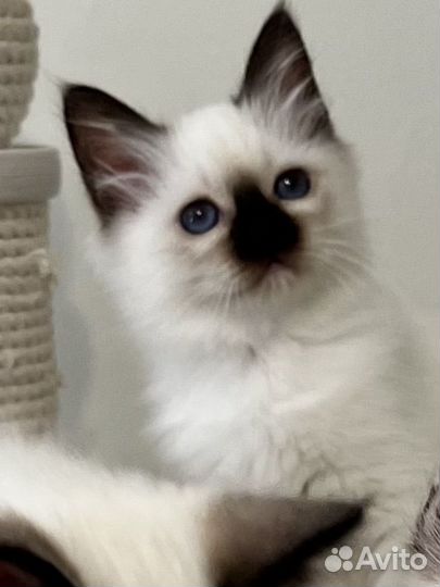 Котята священная бирма