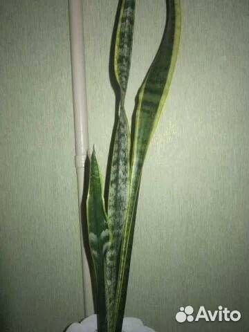 Сансевиерия Лауренти