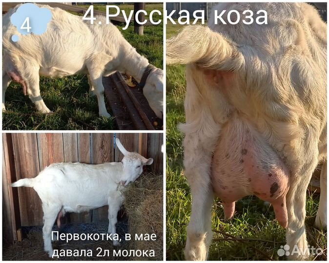 Зааненские козы