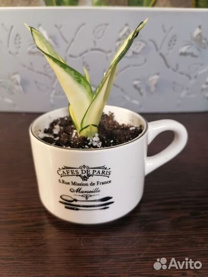 Сансеверия