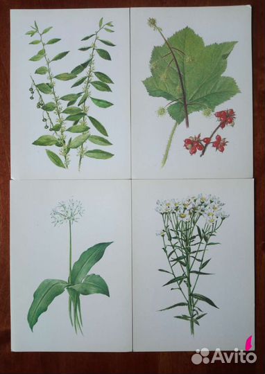 Открытки травы