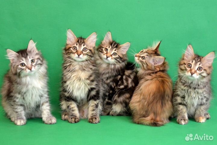 Котята от Чемпиона Мира