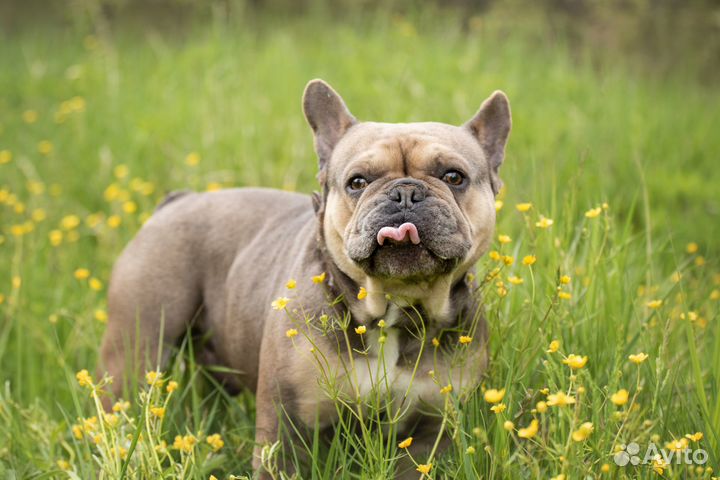 Французский бульдог вязка, щенки