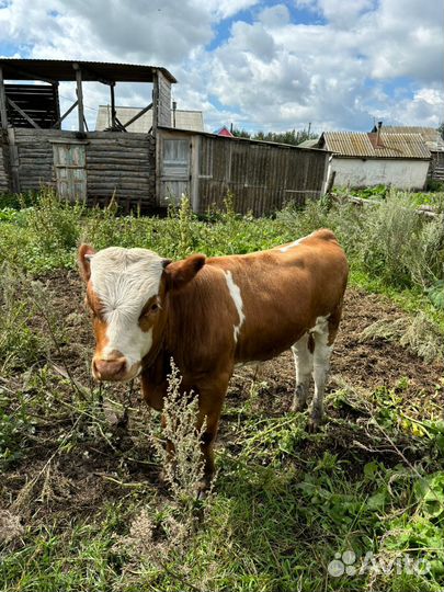 Телёнок (бычок)