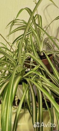 Хлорофитум