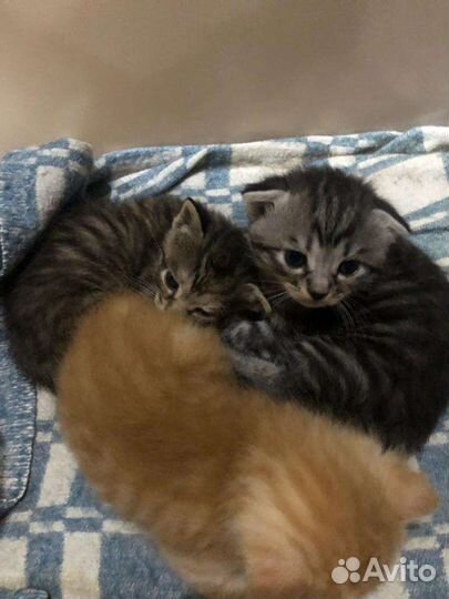 Отдаю шотландских котят