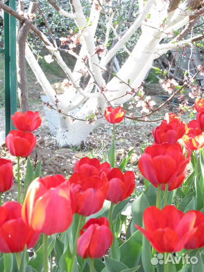 Пион как польза