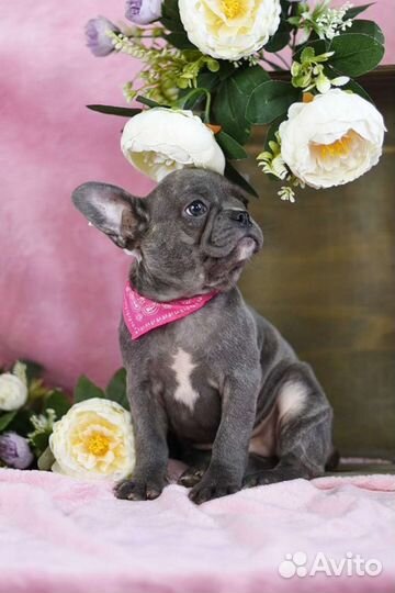 Цветные щенки французского бульдога