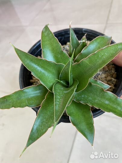 Сансевиерия сортовая