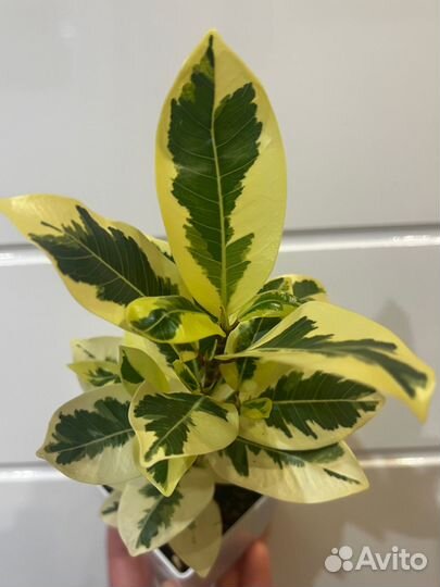 Фикус Альбомаргината