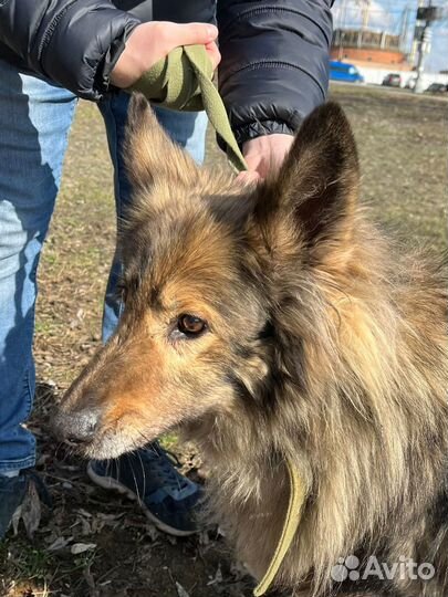 Спокойная, ласковая собака из приюта ищет семью