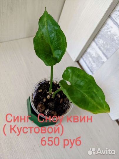 Редкие сингониумы