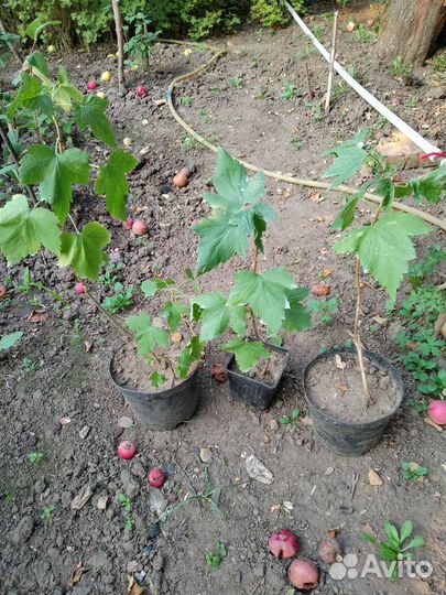 Саженцы черной,белой,красной смородины