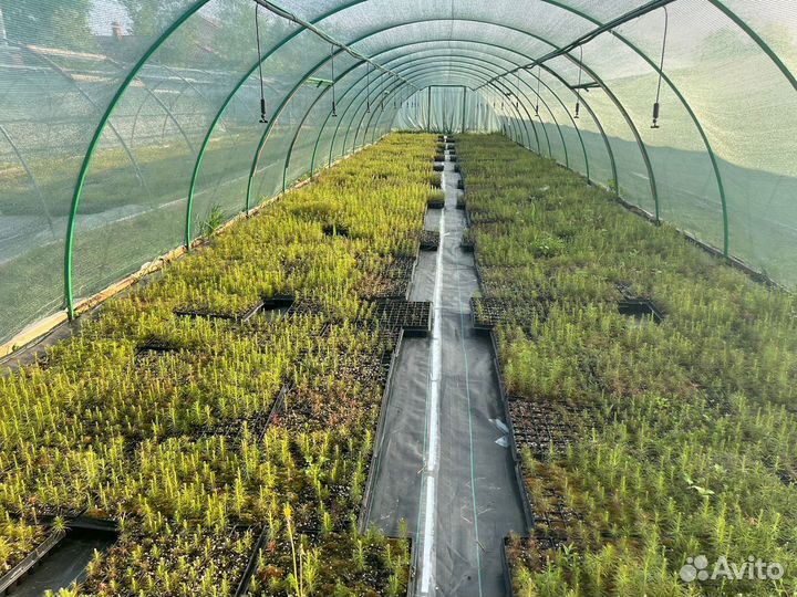 Саженцы ели европейской окс