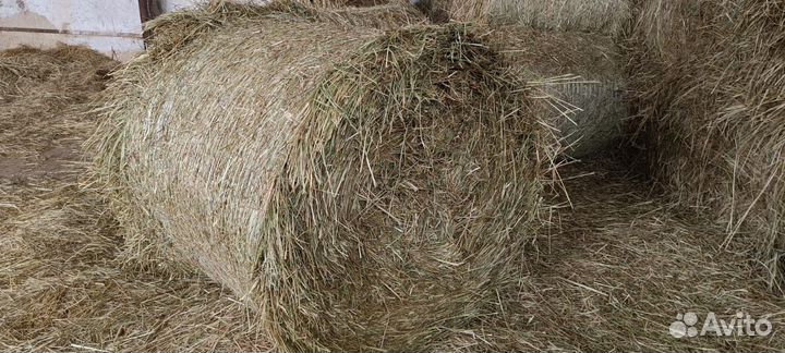 Продам сено в рулонах