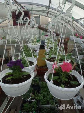 Рассада цветы петуния в кашпо, лобелия, шалфей