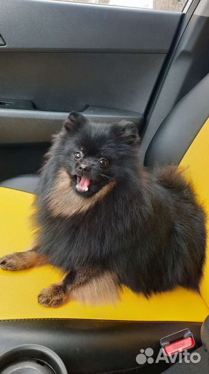 Померанский шпиц вязка кобель