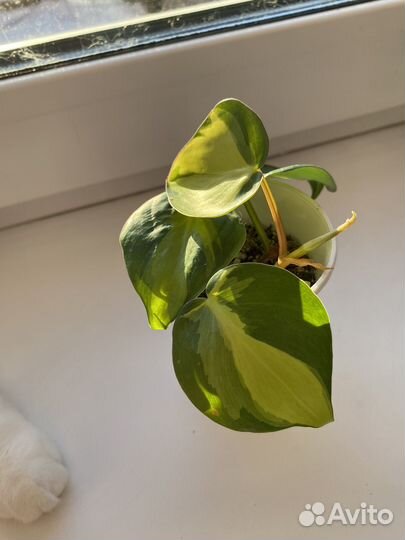 Филодендрон бразил