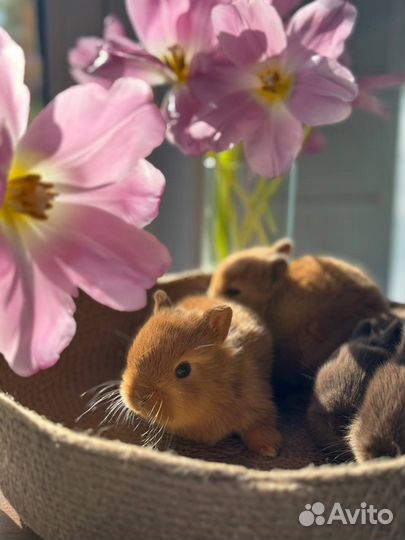 Кролики мини Невероятно Милые из Питомника