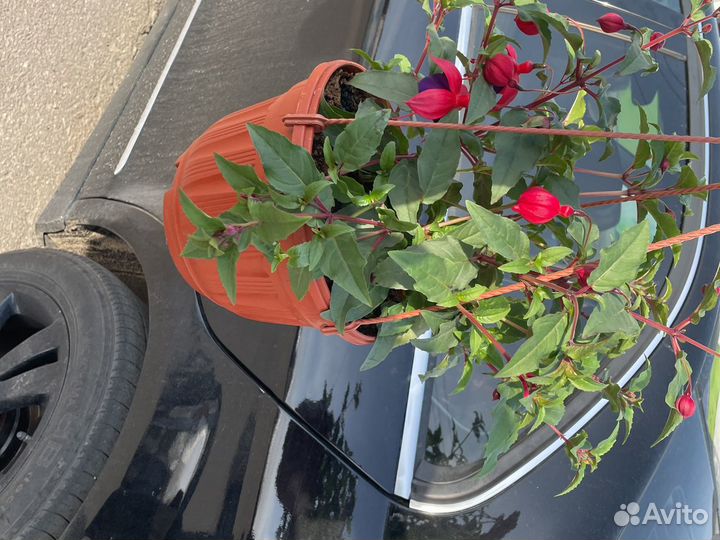 Фуксия кашпо