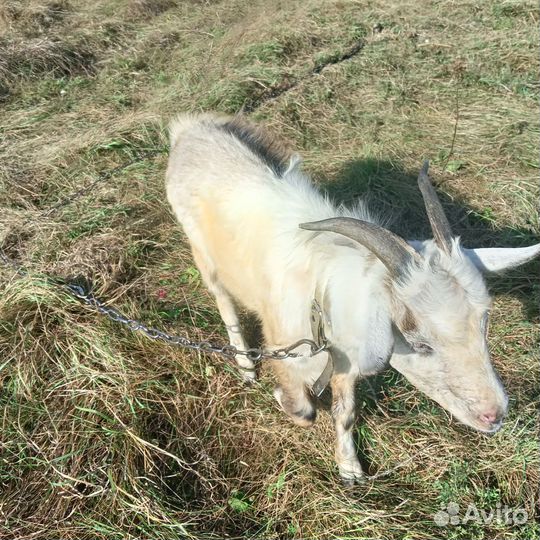 Продам козла