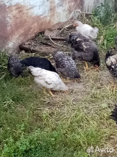 Продаются петухи