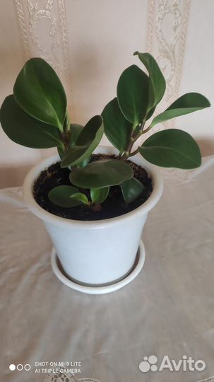 Пеперомия туполистная